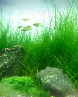 Eleocharis Acicularis(Loose Bunch)