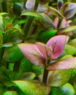 Bacopa Salzmannii “USA”(7 Stem)