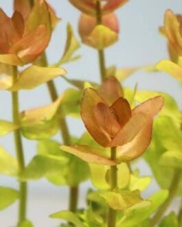 Bacopa “Yellow Flame”(7 Stem)