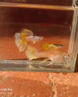 Pinku Ribbon Guppy(1 Pair)