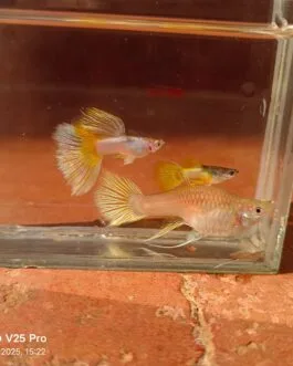 Pinku Ribbon Guppy(1 Pair)