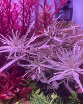 Ludwigia sp. White (1 Stem)