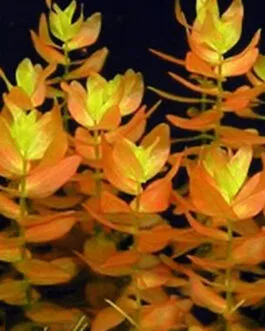 Bacopa “Saffron Red”(7 Stem)