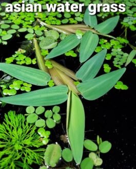 Asian Watergrass (Hygroryza aristata)(2 Stem)