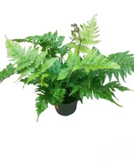 Dryopteris Fern-Terrarium(2 Plant)