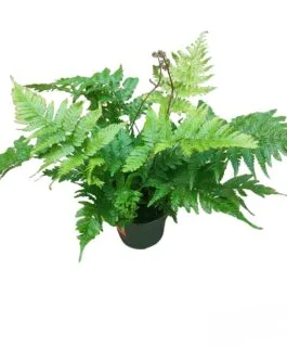 Dryopteris Fern-Terrarium(2 Plant)