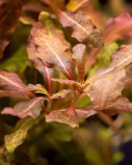 Hygrophila Sp. Brown(5 Stem)