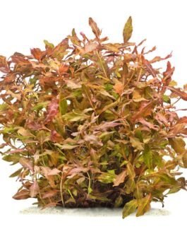 Hygrophila Sp. Brown(5 Stem)