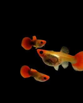 Texido Koi Glass Belly(1 Pair)