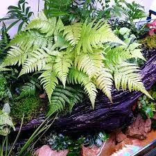 Dryopteris Fern-Terrarium(2 Plant)