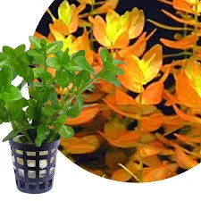 Bacopa “Saffron Red”(7 Stem)