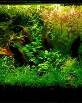 Eleocharis montevidensis(Big Bunch)