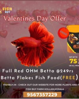 Valentine’s Day Betta Combo