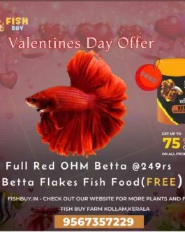 Valentine’s Day Betta Combo