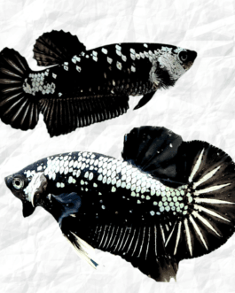 Black Samurai HMPK Betta (1 Pair)