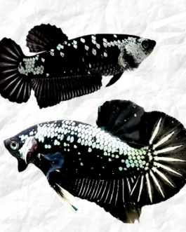 Black Samurai HMPK Betta (1 Pair)