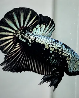 Black Samurai HMPK Betta (1 Pair)