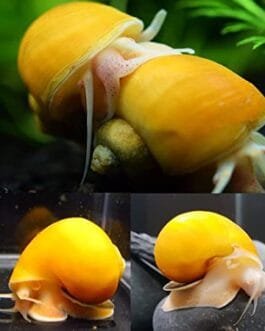 Golden Apple Snail (5 Piece)
