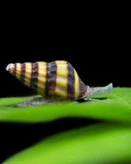 Assassin Snail(5 Piece)