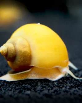 Golden Apple Snail (5 Piece)