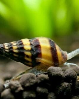 Assassin Snail(5 Piece)